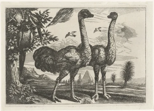 Twee struisvogels en enkele papegaaien by Robert Gaywood, print, 1662