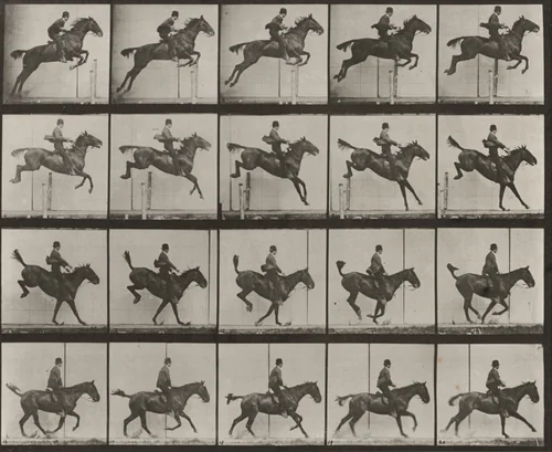 Plate Number 637. "Daisy" jumping a hurdle, saddled, clearing, landing and recovering by Eadweard Muybridge, photograph, 1887