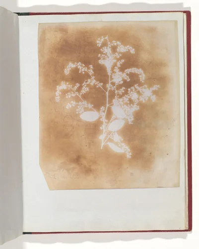 [Photogenic Drawing of a Plant] by William Henry Fox Talbot, photograph, 1839-1840
