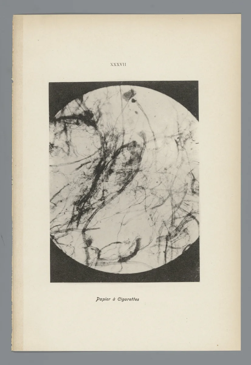 Microfoto’s van papiervezels by anonymous, photograph, 1900