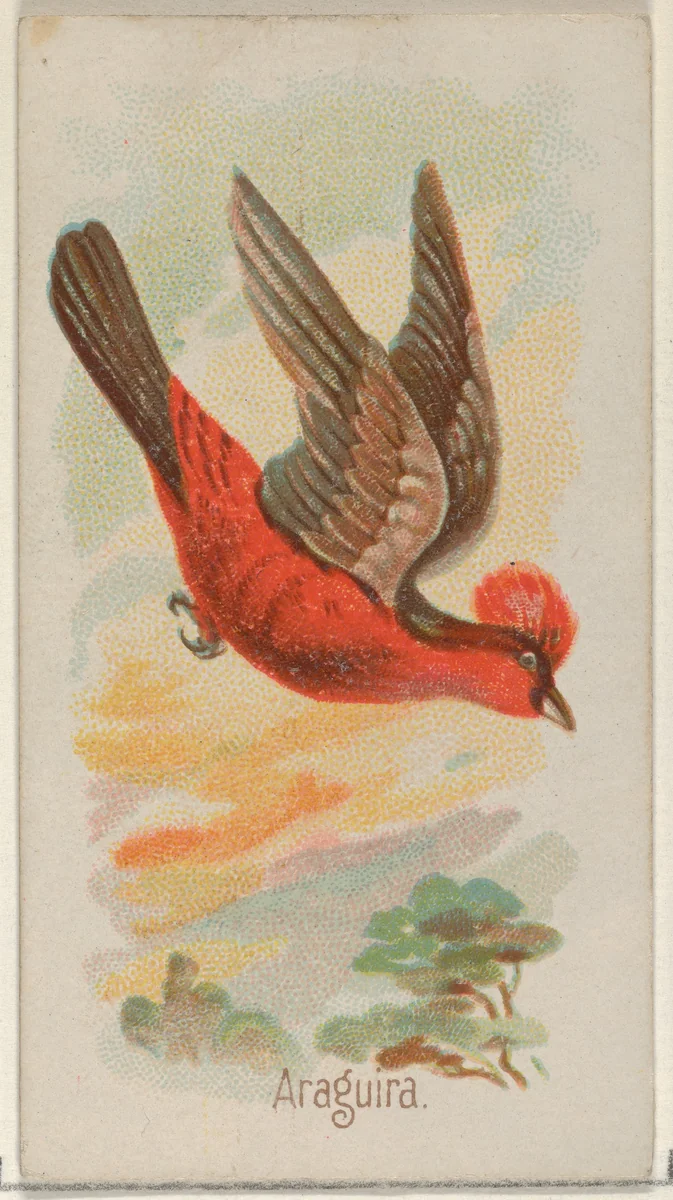 Araguira, from the Song Birds of the World series (N23) for Allen & Ginter Cigarettes by Allen & Ginter, print, 1890