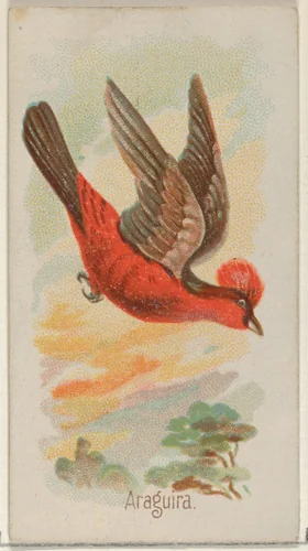 Araguira, from the Song Birds of the World series (N23) for Allen & Ginter Cigarettes by Allen & Ginter, print, 1890