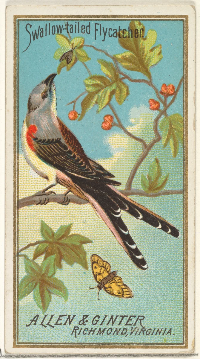Swallow-tailed Flycatcher, from the Birds of America series (N4) for Allen & Ginter Cigarettes Brands by Allen & Ginter, print, 1888