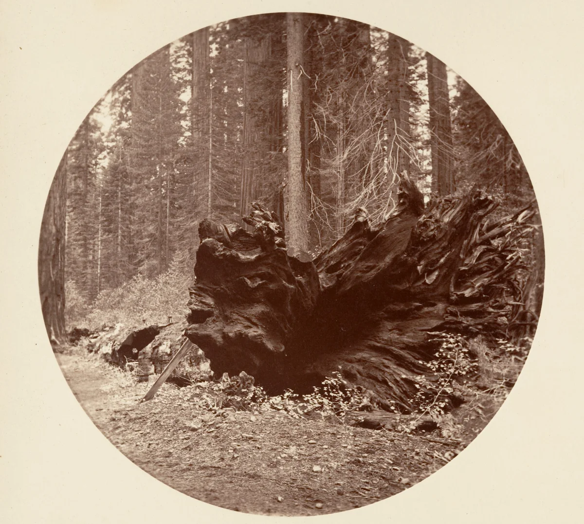 The Father of the Forest 450 ft C. Grove by Carleton E. Watkins, photograph, 1876-1880