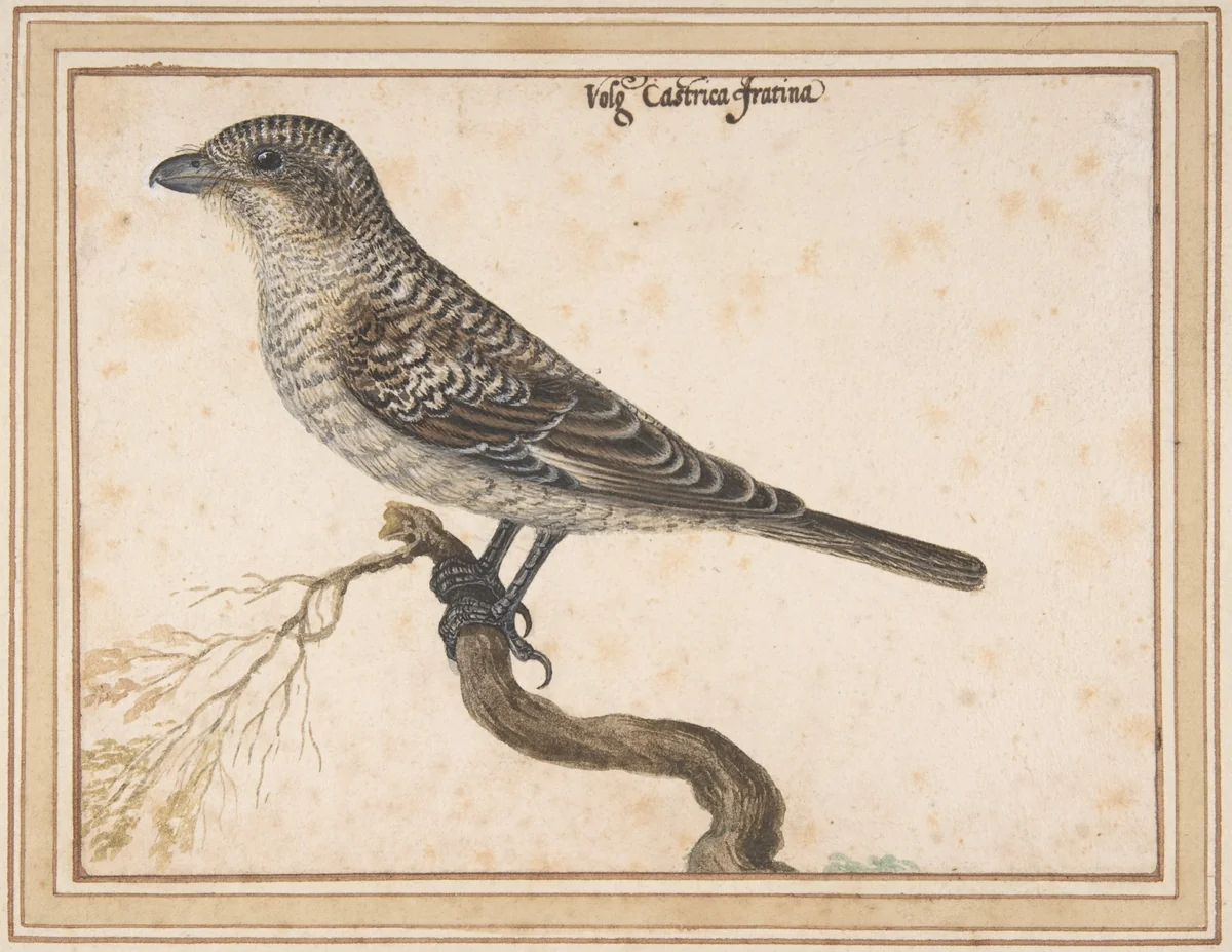 Castrica Fratina by Vincenzo Leonardi, drawing, 1621-1651