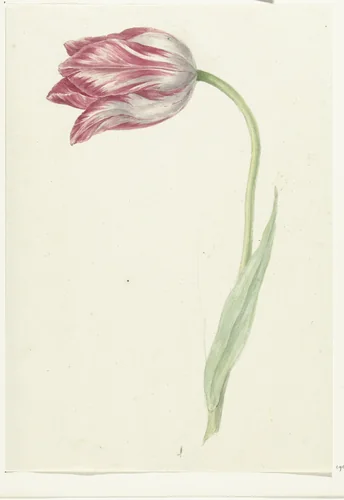 Pink Tulip by Jean Bernard, drawing, 1775-1833