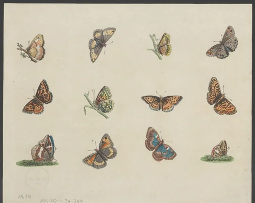 Twaalf vlinders by anonymous, print, 1800-1899