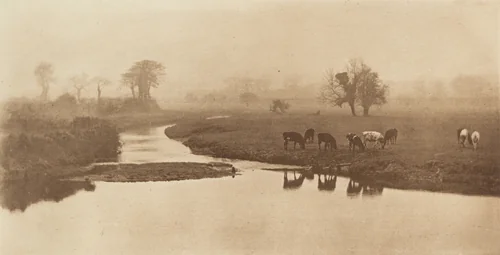 Sheep on the Marshes [Landscape with Cattle] by Peter Henry Emerson, photograph, 1890-1891