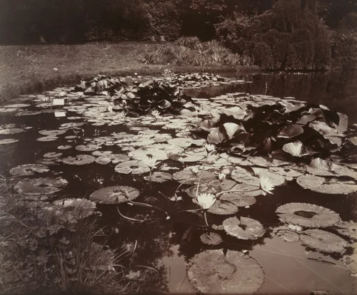 Nymphéa by Eugène Atget, photograph, 1910
