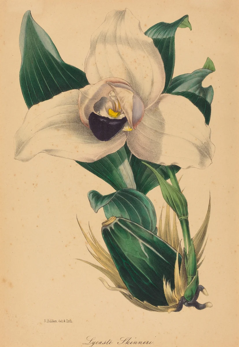 Lycaste Skinneri by Samuel Holden, print, 1767-1905