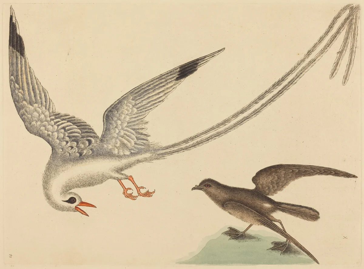 The Rice-bird (Emberiza oryzivora) by Mark Catesby, print, 1731-1743