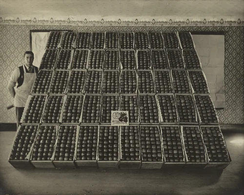 Newtown Pippin Apples by H.H. Blakesly, photograph, 1925