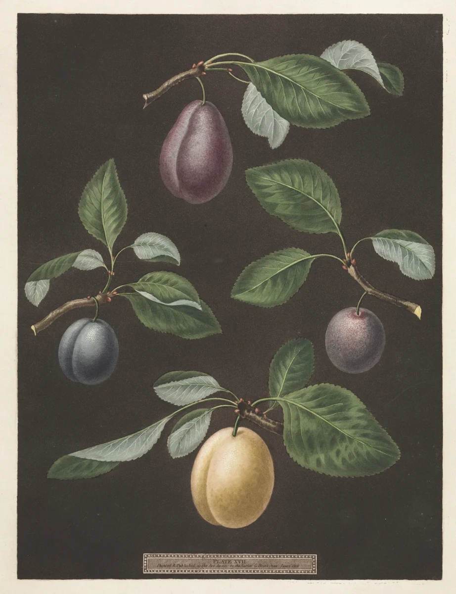 Pomona Britannica: No. 17 - Plums by George Brookshaw, print, 1806