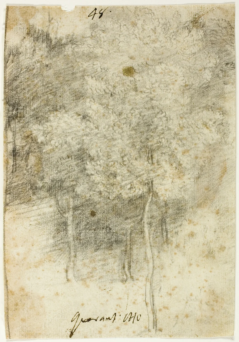 Grove of Trees by Federico Barocci, drawing, 1600-1612