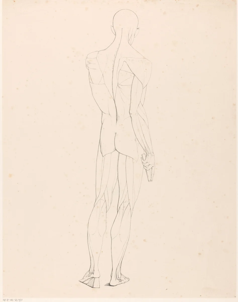 Tekenvoorbeeld van een écorché op de rug gezien by Jean Augustin Daiwaille, print, 1820-1833