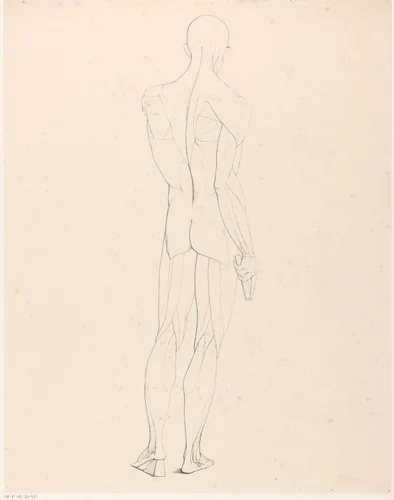 Tekenvoorbeeld van een écorché op de rug gezien by Jean Augustin Daiwaille, print, 1820-1833