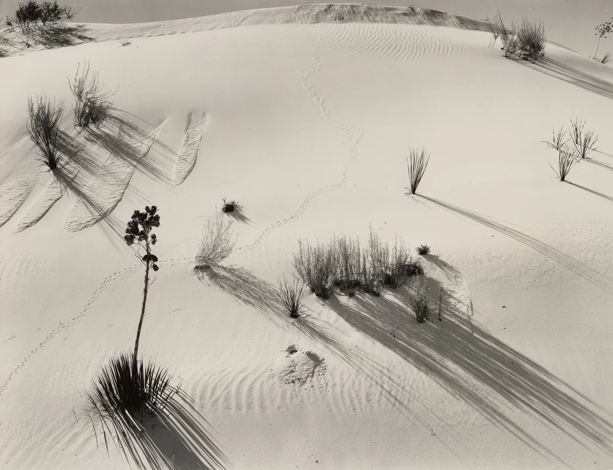 Dune, Yucca, White Sands, New Mexico by Brett Weston, photograph, 1935-1945