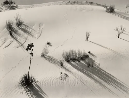 Dune, Yucca, White Sands, New Mexico by Brett Weston, photograph, 1935-1945