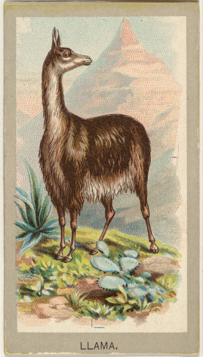 Llama, from the Animals of the World series (T180), issued by Abdul Cigarettes by Abdul Cigarettes, print, 1881