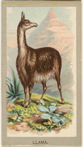 Llama, from the Animals of the World series (T180), issued by Abdul Cigarettes by Abdul Cigarettes, print, 1881
