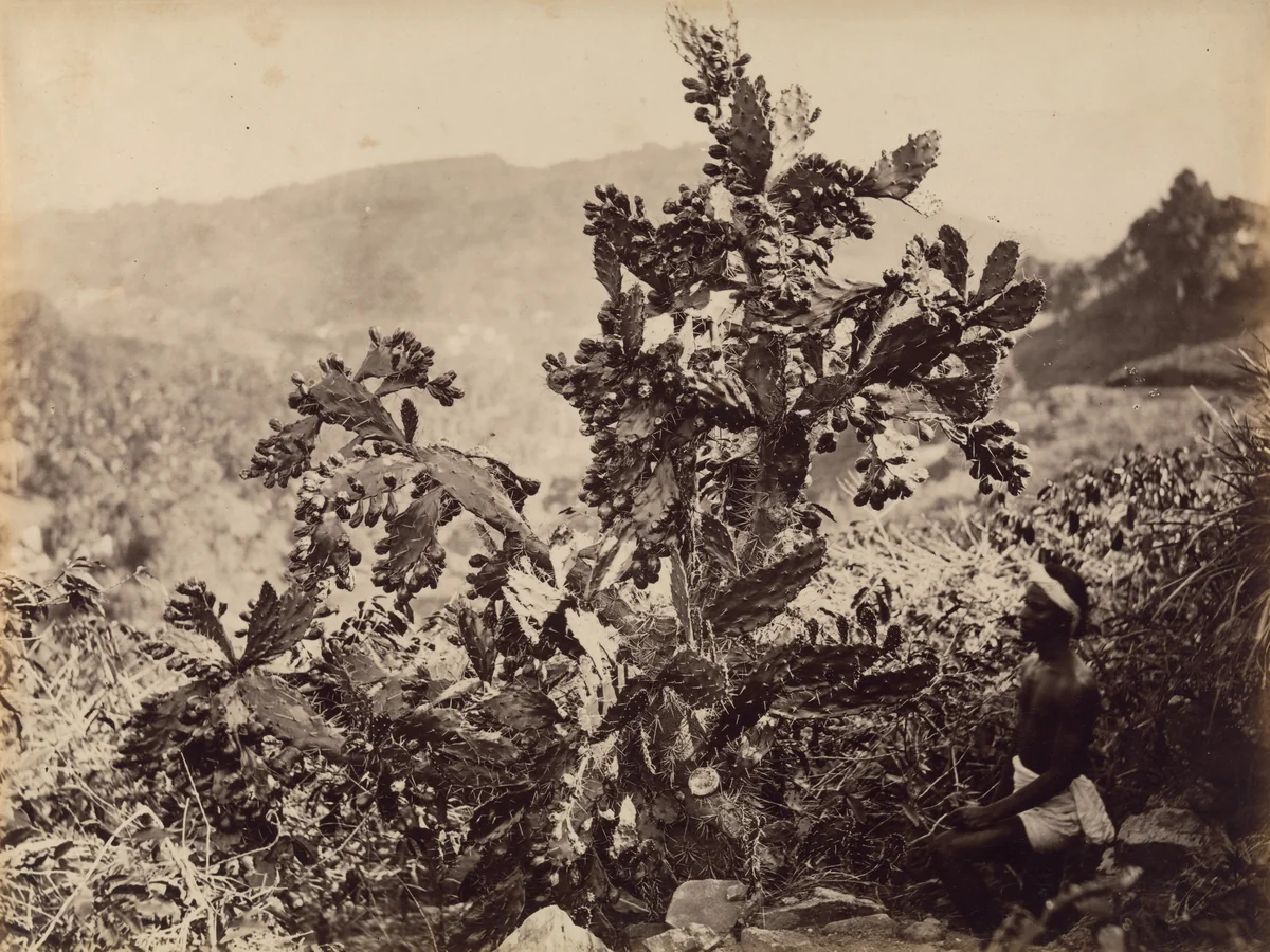 Untitled by Unidentified Photographer, photograph, -1880