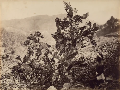 Untitled by Unidentified Photographer, photograph, -1880