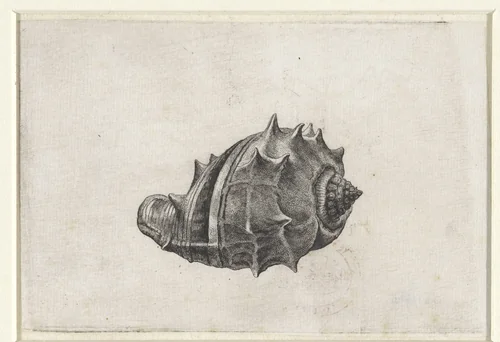 Schelp, melongena melongena by Wenceslaus Hollar, print, 1644-1652
