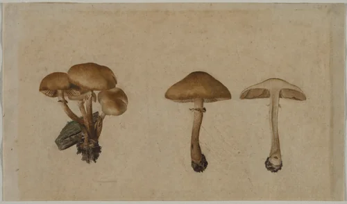 Mushrooms by Georg Wilhelm Baurenfeind, drawing, 1751