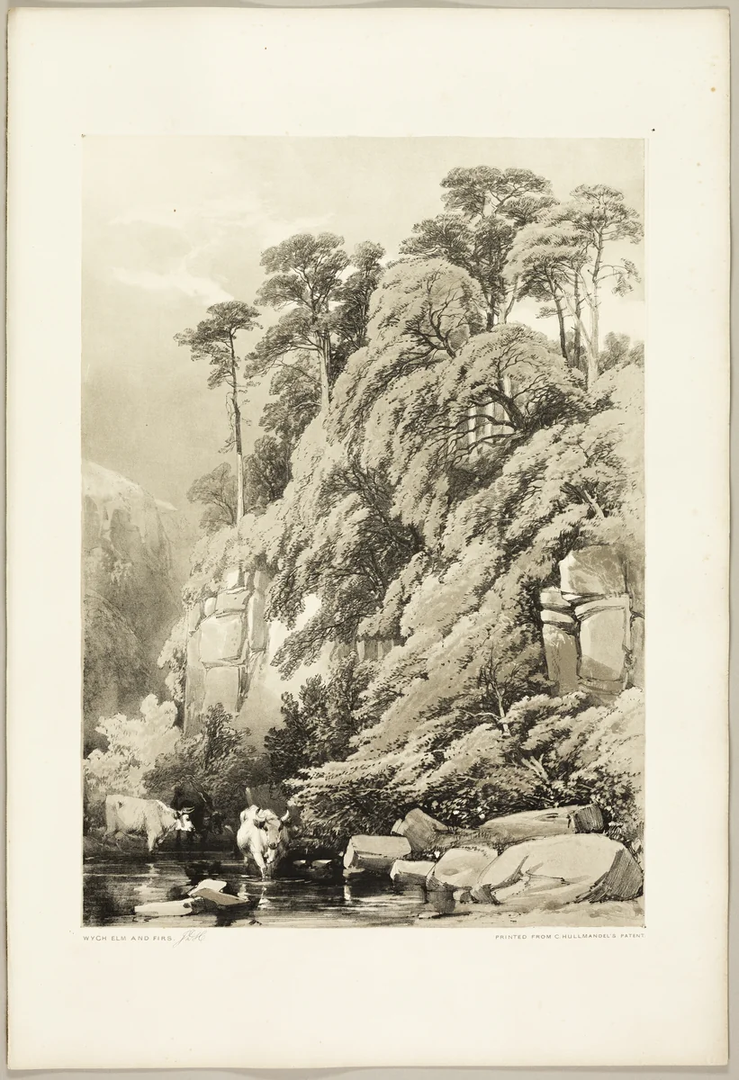 Wych Elm and Firs, from The Park and the Forest by James Duffield Harding, print, 1841