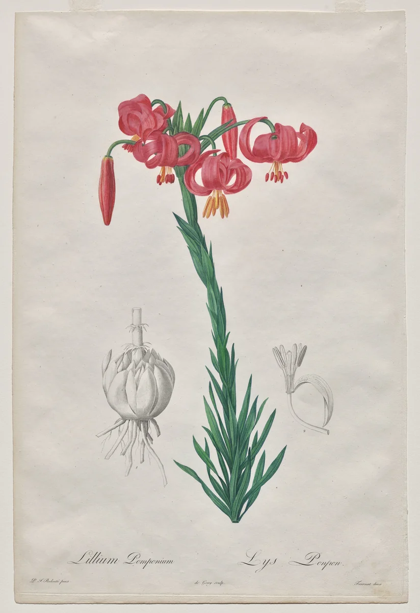 Lillium Pomponium (Turban Lily), plate 7 from Les Liliacées by De Gouy, print, 1802-1816