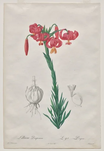 Lillium Pomponium (Turban Lily), plate 7 from Les Liliacées by De Gouy, print, 1802-1816