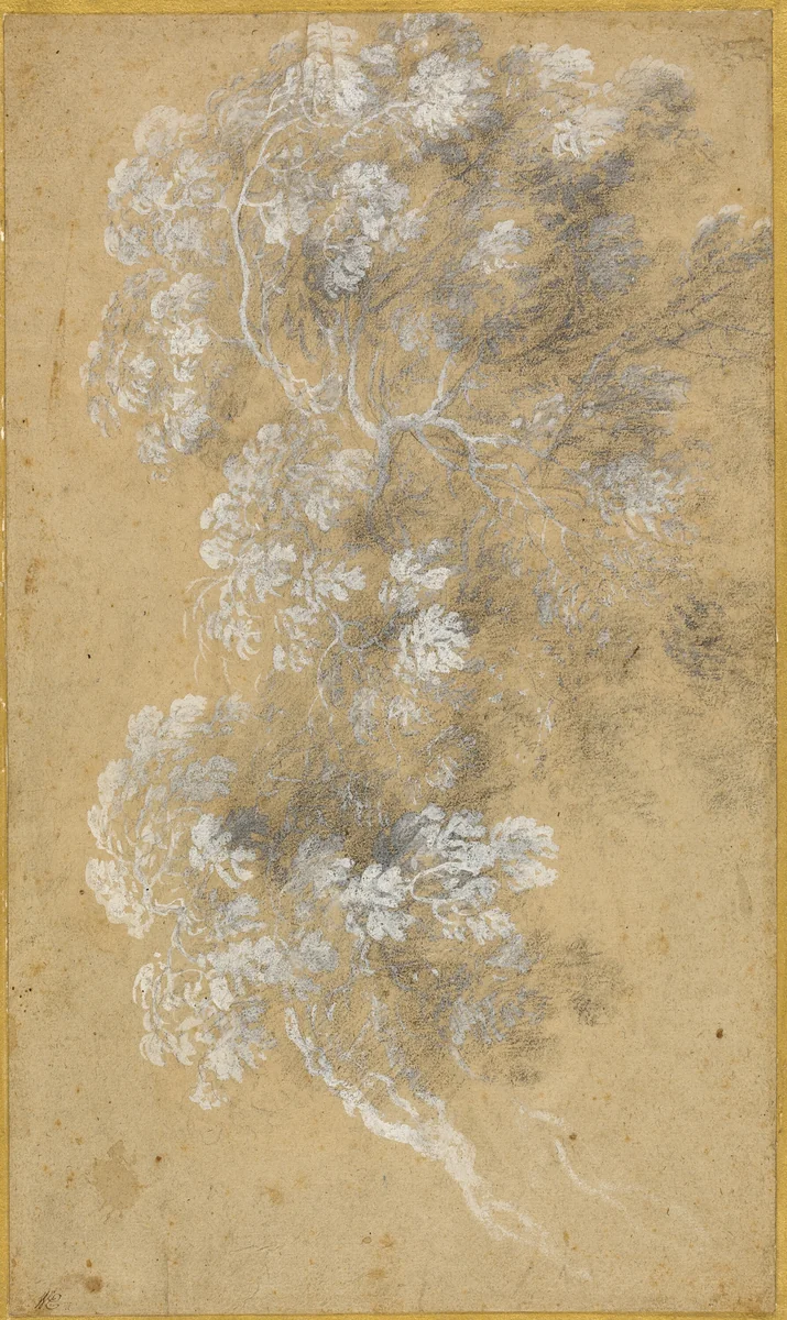 Sketch of Foliage and Branches by Angeluccio, painting, 1635-1650
