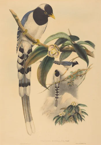 Urocissa cucullata by H.C. Richter; John Gould, print, 1850-1883