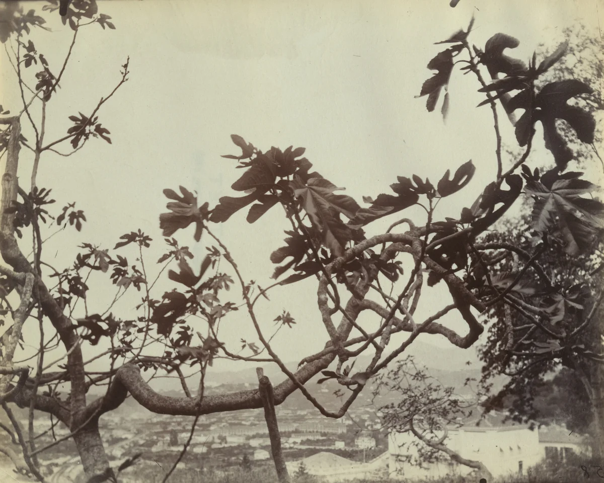 Branche de Figuier. Nice by Eugène Atget, photograph, 1900