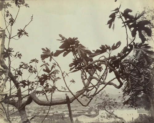 Branche de Figuier. Nice by Eugène Atget, photograph, 1900