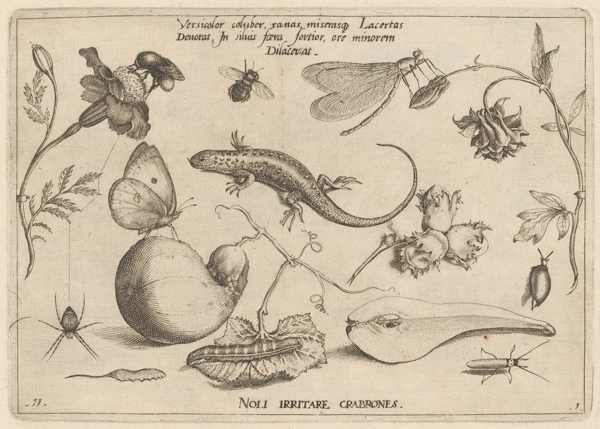 Archetypa studiaque patris Georgii Hoefnagelii [Part 1, Plate 11] by Jacob Hoefnagel; Joris Hoefnagel, print, 1592