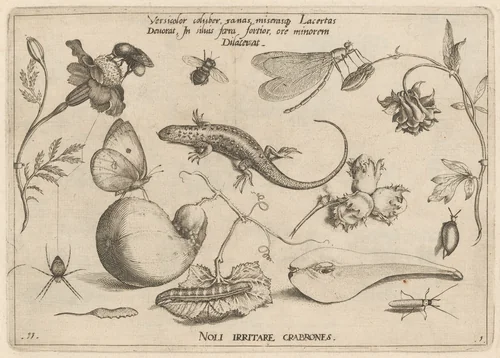 Archetypa studiaque patris Georgii Hoefnagelii [Part 1, Plate 11] by Jacob Hoefnagel; Joris Hoefnagel, print, 1592