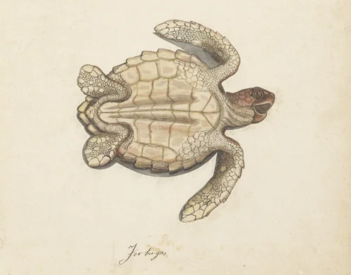 Zeeschildpad by anonymous, drawing, 1560-1585