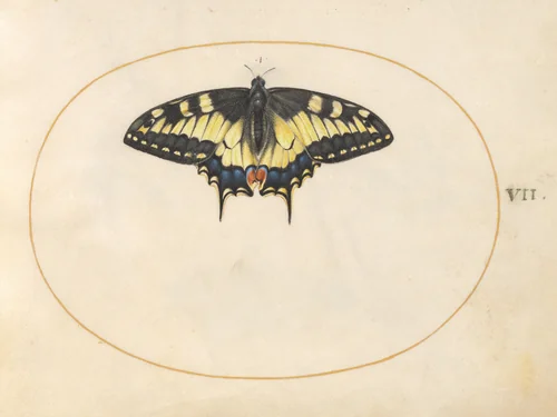 Plate 7: Swallowtail Butterfly by Joris Hoefnagel, drawing, 1570-1599