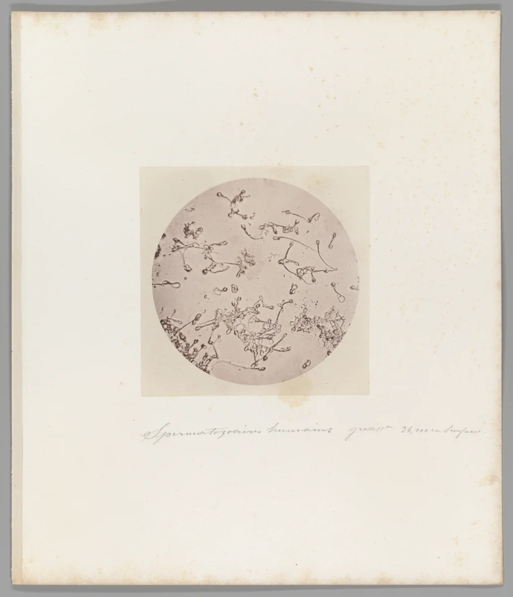 [Untitled] by Auguste-Adolphe Bertsch, photograph, 1853-1857