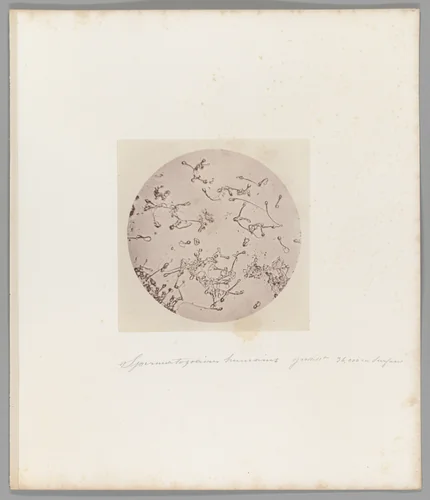 [Untitled] by Auguste-Adolphe Bertsch, photograph, 1853-1857