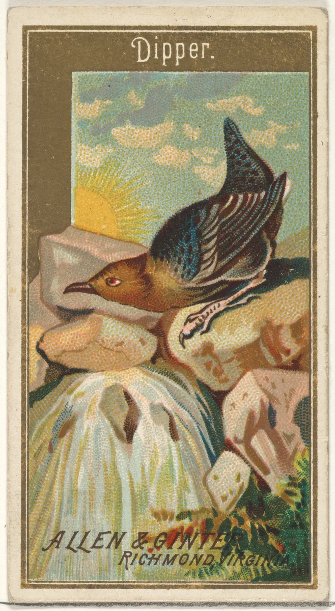 Dipper, from the Birds of America series (N4) for Allen & Ginter Cigarettes Brands by Allen & Ginter, print, 1888