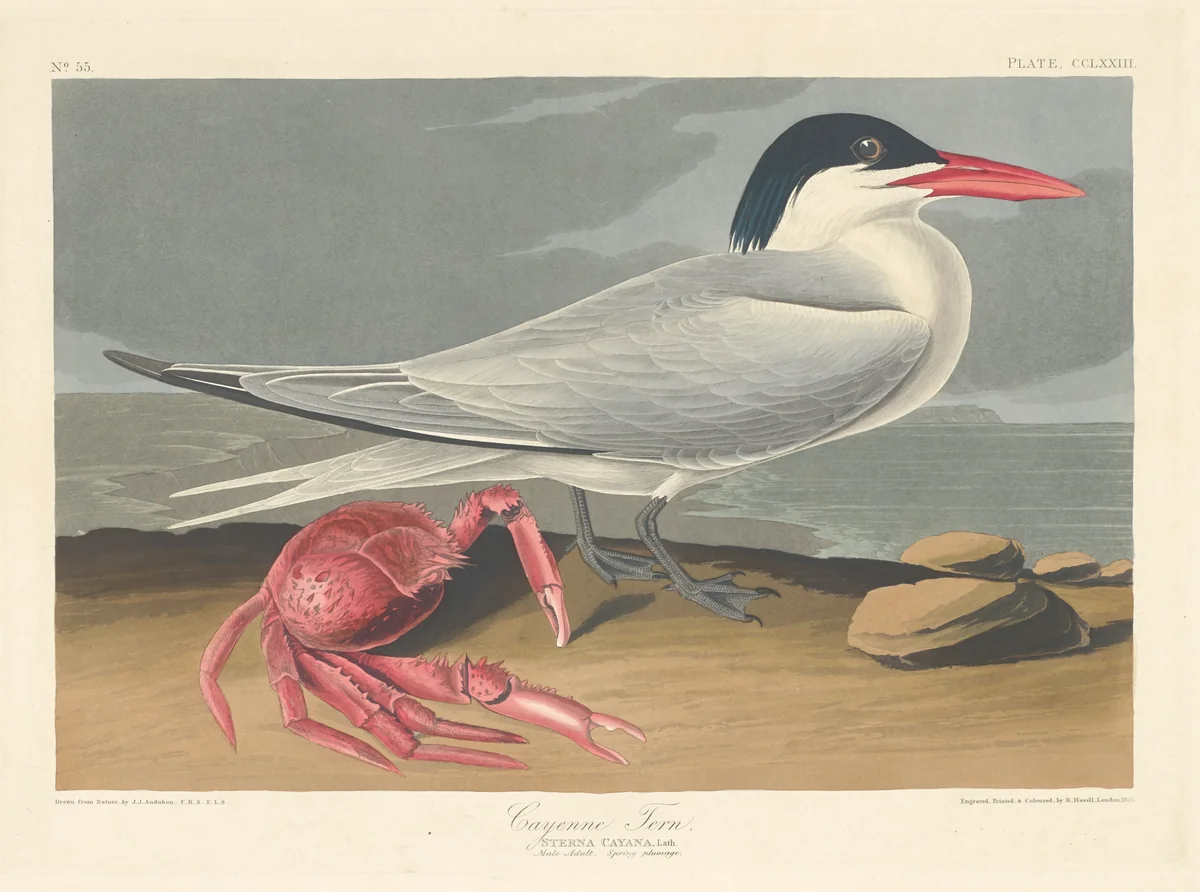 Cayenne Tern by Robert Havell, Jr.; John James Audubon, print, 1835