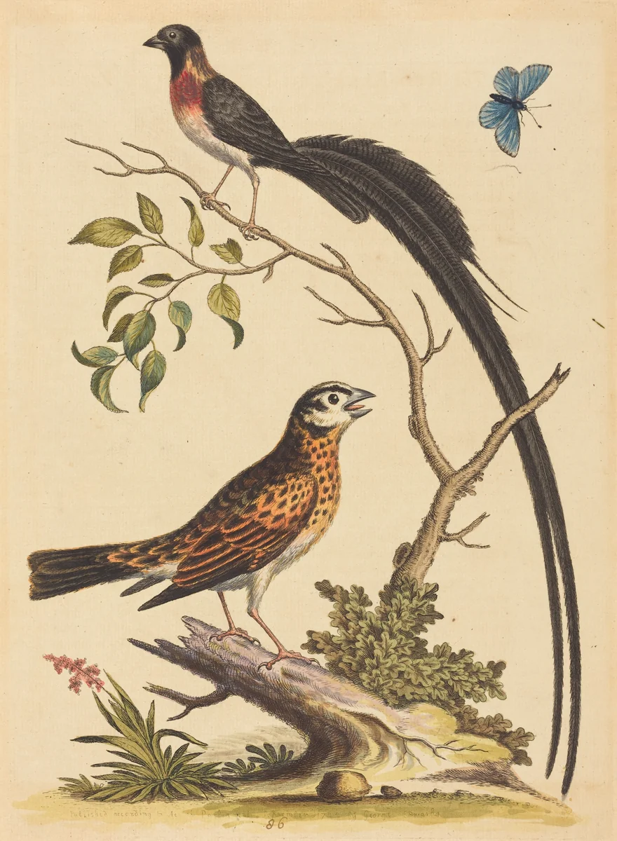 Two Birds, One with Very Long Tailfeathers, and Blue Butterfly by George Edwards, print, 1745