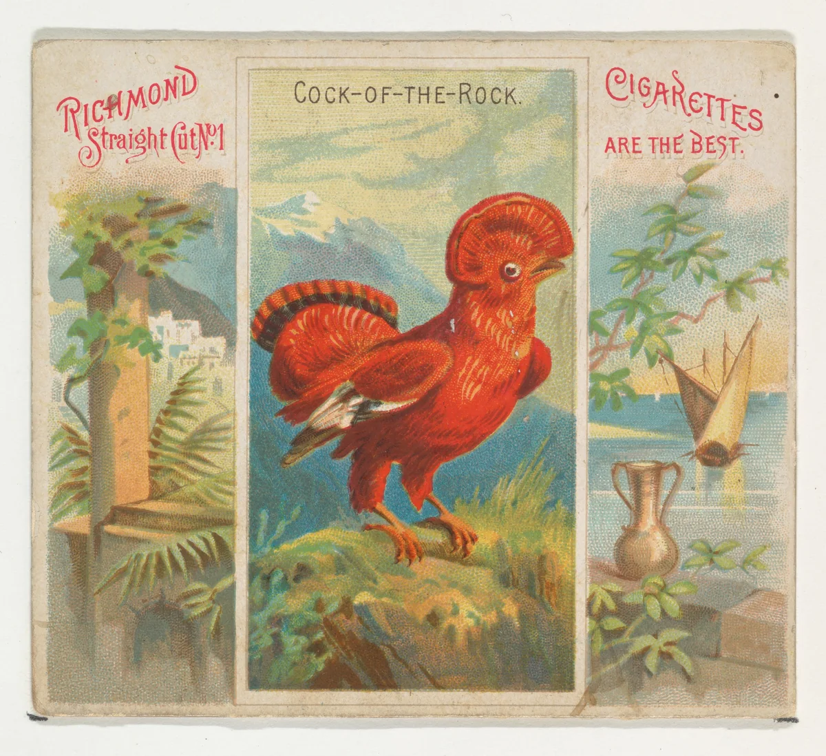 Cock-of-the-Rock, from Birds of the Tropics series (N38) for Allen & Ginter Cigarettes by Allen & Ginter, print, 1889