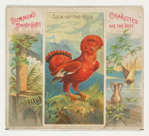 Cock-of-the-Rock, from Birds of the Tropics series (N38) for Allen & Ginter Cigarettes by Allen & Ginter, print, 1889