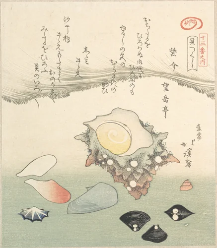 Top-Shell and Various Shells by Totoya Hokkei (魚屋北渓), print, 1800-1899