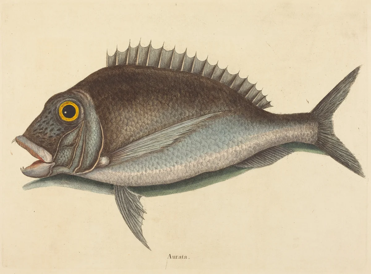 The Porgy (Sparus chrysops) by Mark Catesby, print, 1754