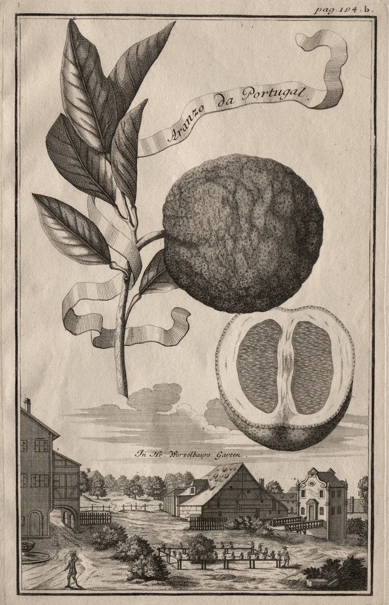 Nurnbergische Hesperides: Aranzo da Portugal by Joseph de Montalegre, print, 1714