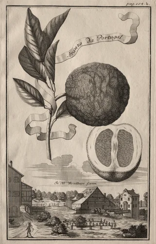 Nurnbergische Hesperides: Aranzo da Portugal by Joseph de Montalegre, print, 1714